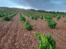 El mosto de uva, el modelo español sirve para reconstruir al sector