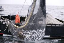 Otro problema para la pesca y propuestas para una vigilancia