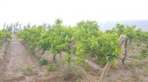 Hay 30 mil hectáreas de uva para vino en serios problemas